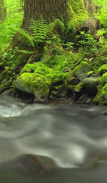 Herbstlandschaft, bunte Blätter an Bäumen, Morgen am Fluss nach regnerischer Nacht. — Stockfoto