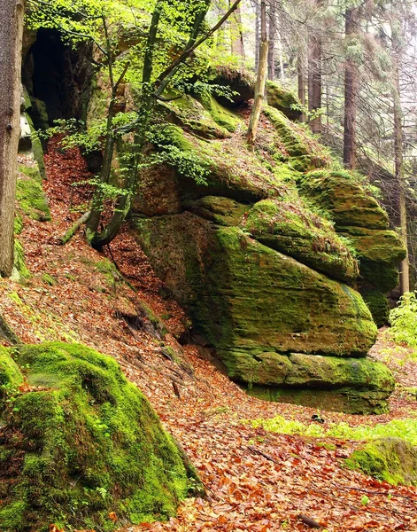 Sandsten block under bokträd och ett annat träd på berget river omfattas av färsk mossa och fern. färsk våren luft på kvällen efter regnig dag. gamla orange beech lämnar på marken. — Stockfoto