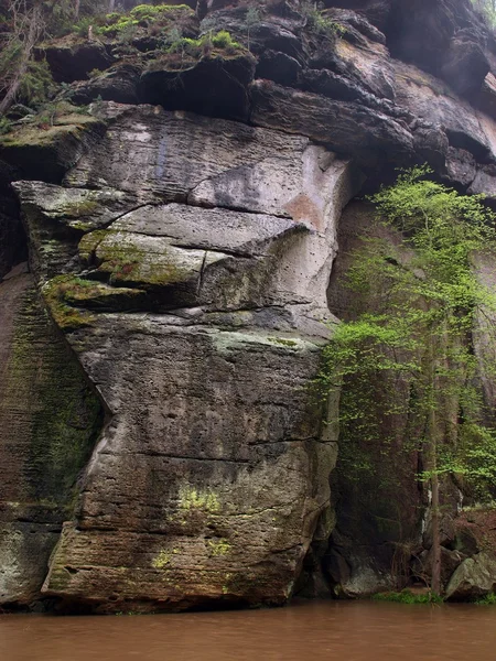 Banco de rio sob árvores em rio de montanha com alto nível perto de inundação. Ar fresco da mola na noite após o dia chuvoso. Grande pedra de arenito sobre o rio . — Fotografia de Stock