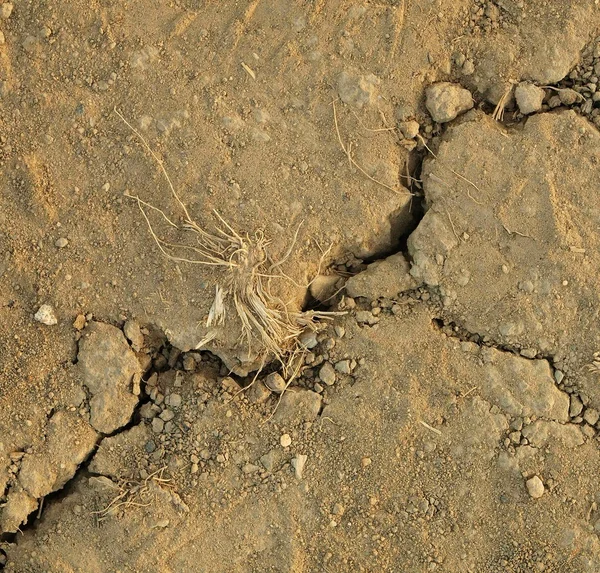 Dry ground of cracked clay with last green flower. — Stock Photo, Image