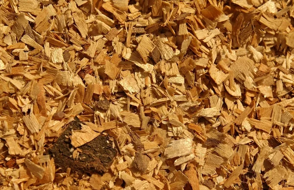 Sawdust of dry red beech with pieces of dry brown bark. Texture with detail pieces. — Stock Photo, Image