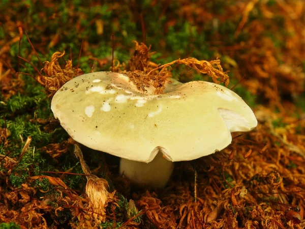 Cogumelo quebradiço fresco escondido no velho musgo enferrujado, vista de close-up . — Fotografia de Stock