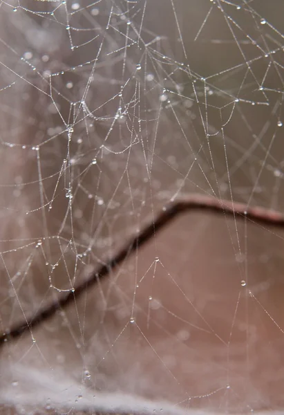 Abandoned spider web with small shinning raindrops. — Stock Photo, Image
