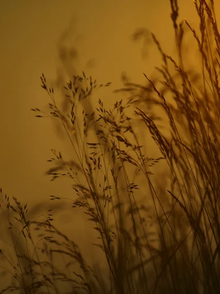 Tallos secos de hierba como siluetas en los rayos del sol de la noche. Color naranja del cielo en el fondo . — Foto de Stock