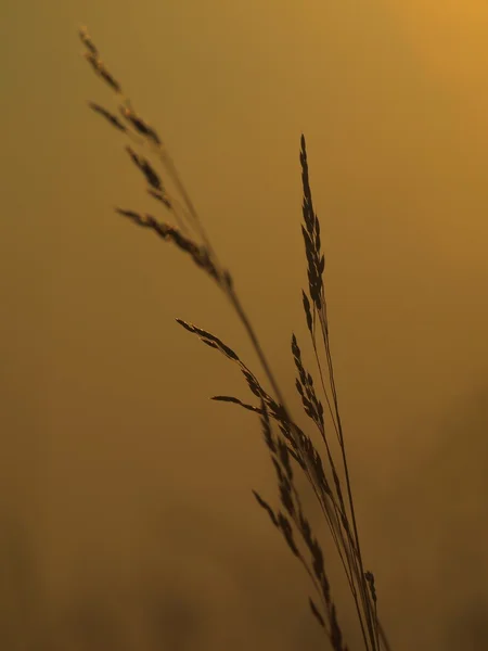 Tallos secos de hierba como siluetas en los rayos del sol de la noche. Color naranja del cielo en el fondo . — Foto de Stock