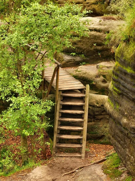 The wooden ladder in touristic path between peaks and viewpoints of Saxon Switzerland. The ground is cover by light sand and orange leaves of beeches and birches. — Stock Photo, Image