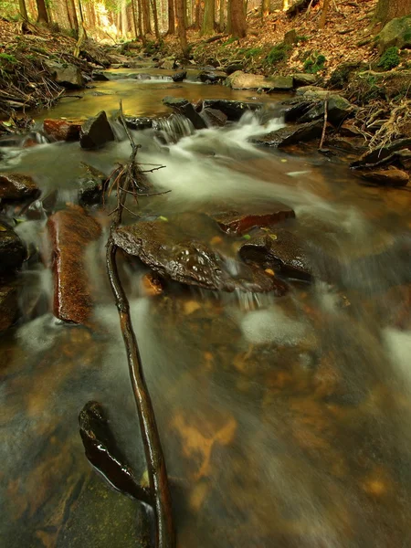 Ribera del río bajo los árboles en el río de montaña con alto nivel cerca de la inundación. Aire fresco de primavera en la noche después del día lluvioso, color verde profundo de helecho y musgo —  Fotos de Stock