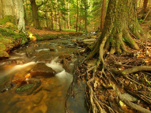 Flussufer unter Bäumen am Gebirgsfluss mit hohem Pegel nahe der Überflutung. frische Frühlingsluft am Abend nach Regentag, tiefgrüne Farbe von Farn und Moos — Stockfoto