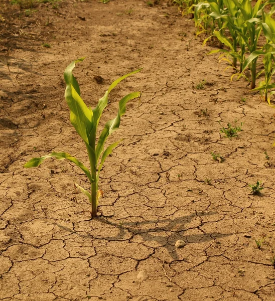 Dry ground of cracked clay with last green flower. — Stock Photo, Image