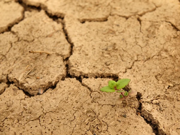 Suché zemi popraskané hlíny s poslední zelený květ. — Stock fotografie
