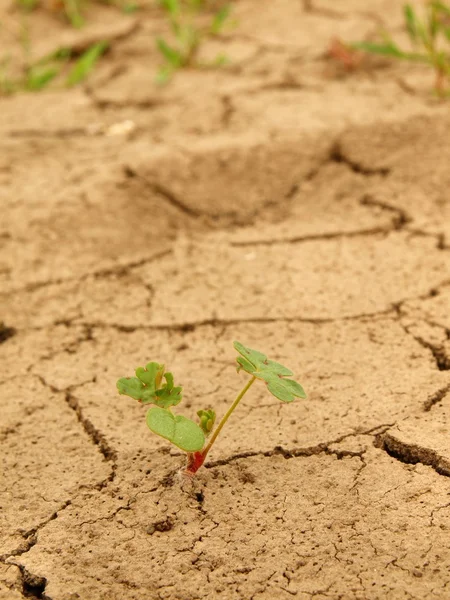 Dry ground of cracked clay with last green flower. — Stock Photo, Image