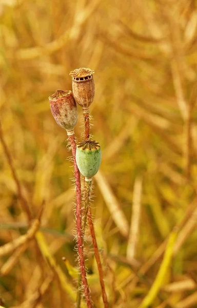 干燥罂粟种子与的首长. — 图库照片