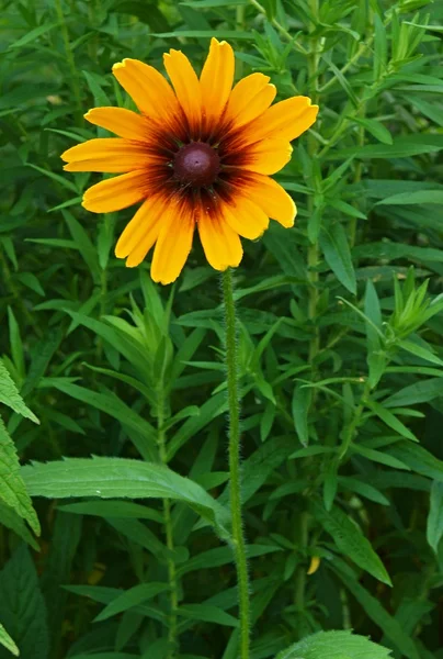 Çiçek, çimen arka görünümüyle closeup yumuşak çiçek. — Stok fotoğraf