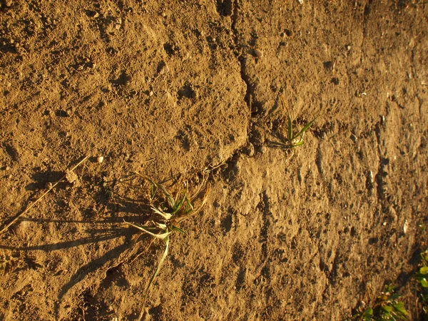 Trockener Boden aus rissigem Ton mit letzter grüner Blume. — Stockfoto