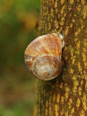 ıhlamur ağacı kahverengi kabuğu üzerinde spleeping salyangoz.