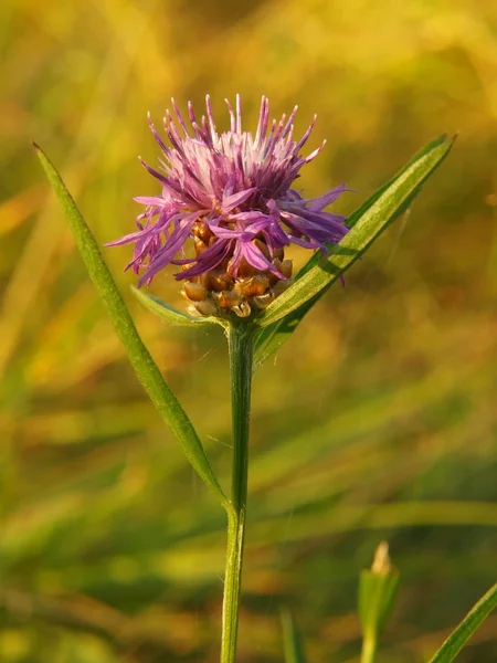 Roze bloem in bloei, droog groene en gele gras op de achtergrond. — Stockfoto