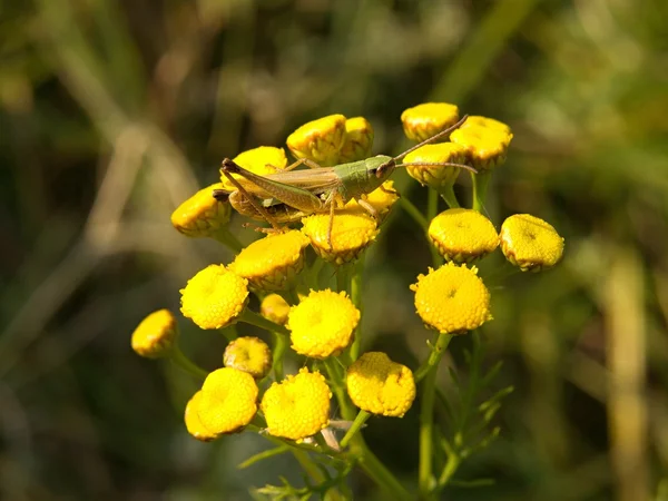 Yellow meadow flower in blossom, dry grass in the background. — Stock Photo, Image