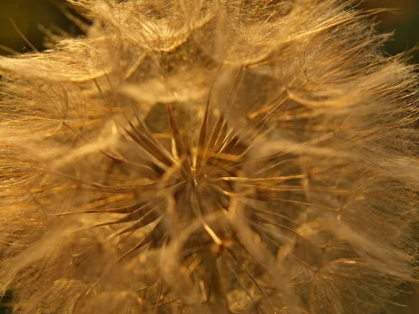 I semi di tarassaco secchi si asciugano oltre i fiori . — Foto Stock