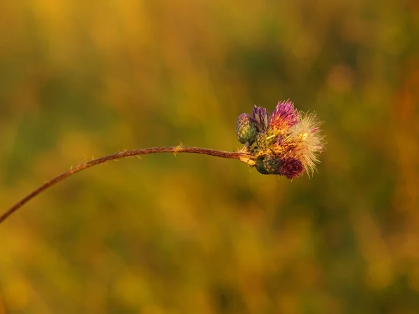 Cardo seco rosa em flor com grama seca no fundo . — Fotografia de Stock