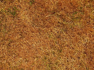 Kuru yanmış ölü çimenlerin üzerinde sabit kuru kil, doğal arka plan.