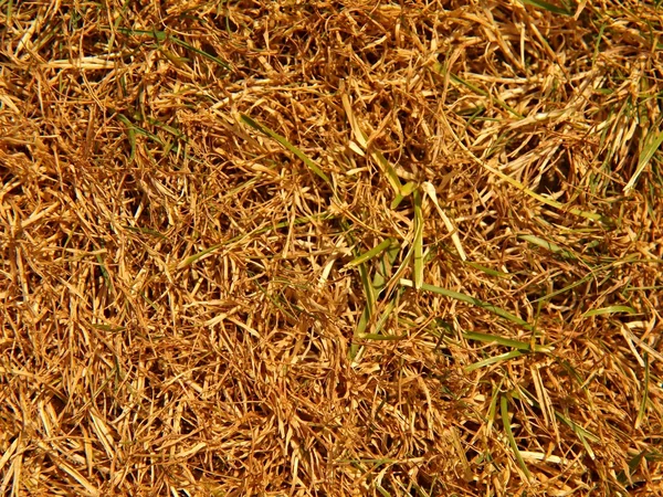 Droog verbrande dode gras op harde droge klei, natuurlijke achtergrond. — Stockfoto