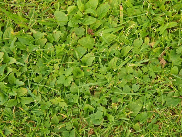 Färska gröna blad av nyklippt gräs som textura. — Stockfoto