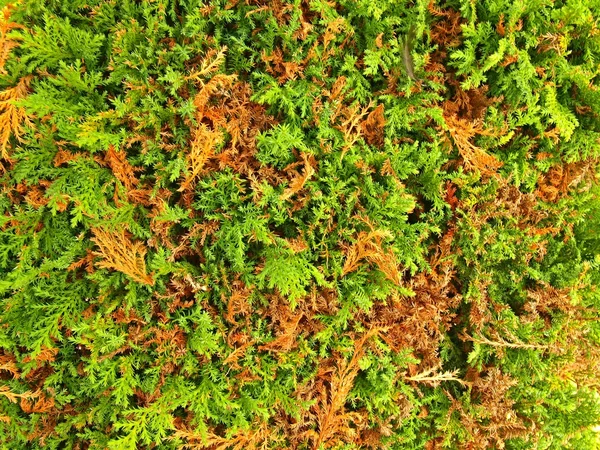 Fresh green branches with cut dry twigs as textura. — Stock Photo, Image