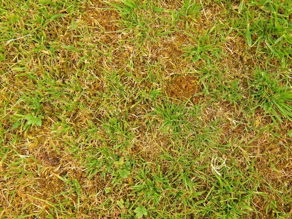 Dry burnt dead grass on hard dry clay, natural background. — Stock Photo, Image