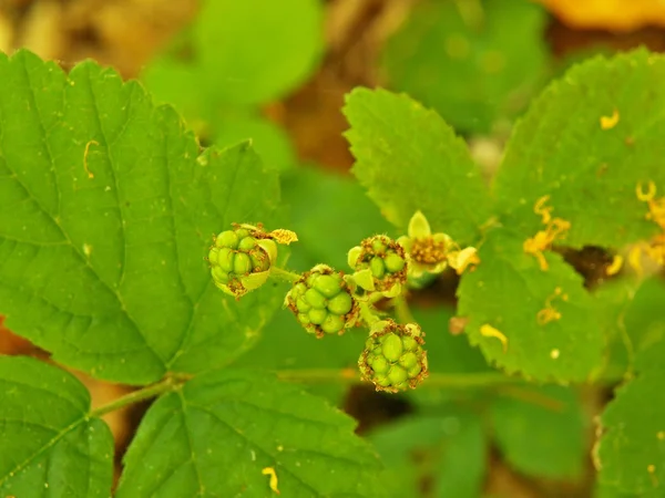 Amoras verdes jovens no galho com folhas verdes frescas no fundo . — Fotografia de Stock