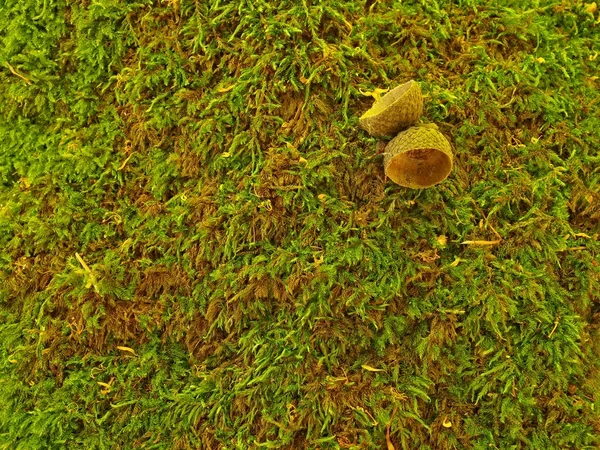 Hnědý zelený koberec od suchého mechu s klobouky dub žalud. — Stock fotografie