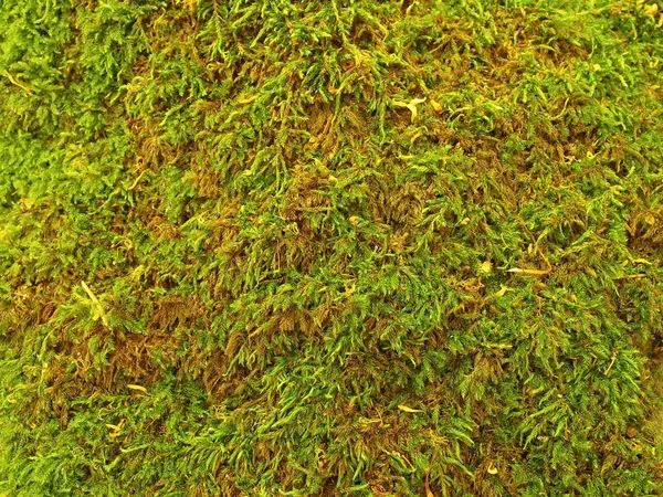 Brown green carpet from dry moss. — Stock Photo, Image