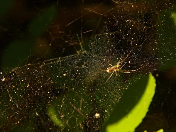 Small spider hunting in web.