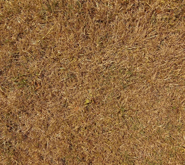 Droog verbrande dode gras op harde droge klei, natuurlijke achtergrond. — Stockfoto