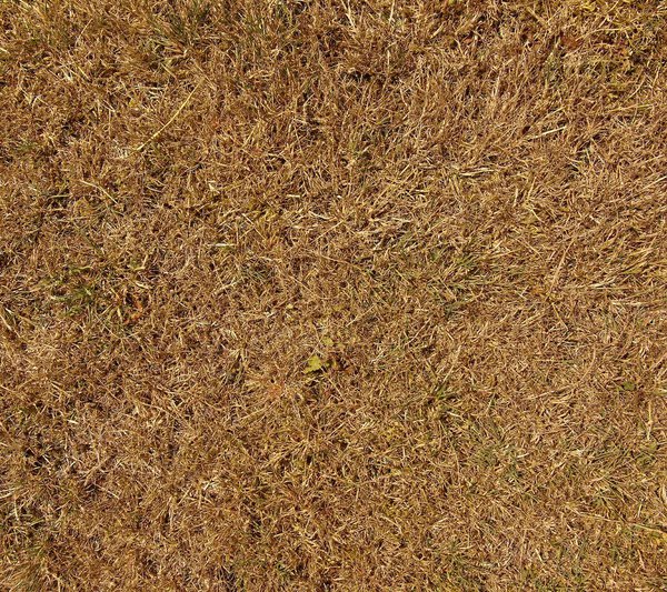 Dry burnt dead grass on hard dry clay, natural background.