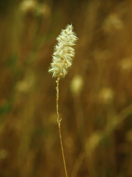 Droge stengel van gras in avond weide. — Stockfoto