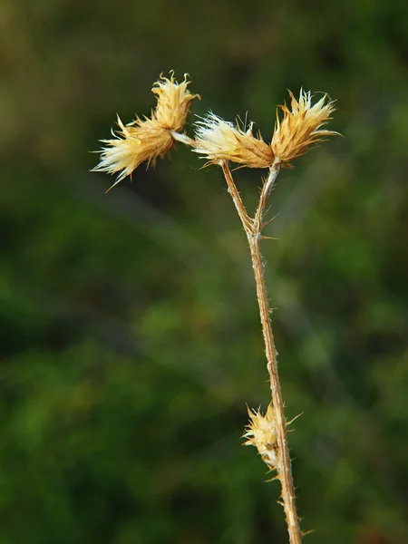 夕方草原のアザミの乾燥した茎. — ストック写真