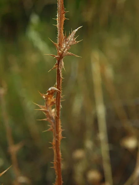 Thistle akşam çayırda kuru SAP. — Stok fotoğraf