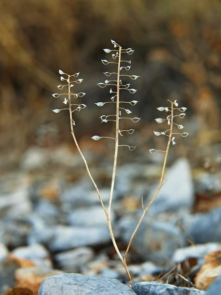 Suchý stonek bodlák večer louce. — Stock fotografie