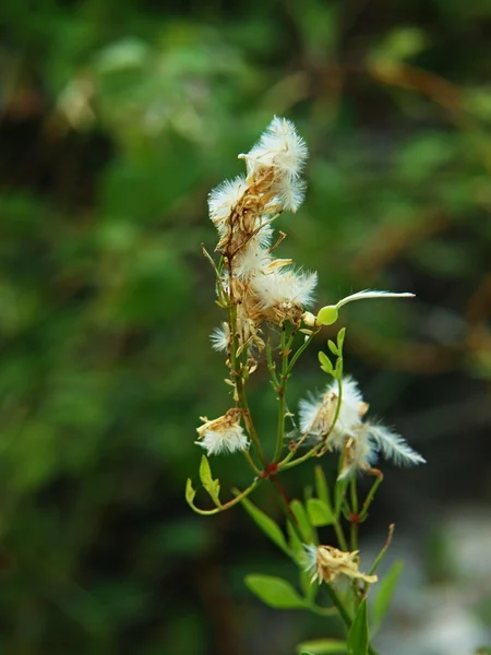 Thistle akşam çayırda kuru SAP. — Stok fotoğraf