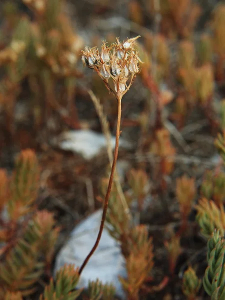 Thistle akşam çayırda kuru SAP. — Stok fotoğraf