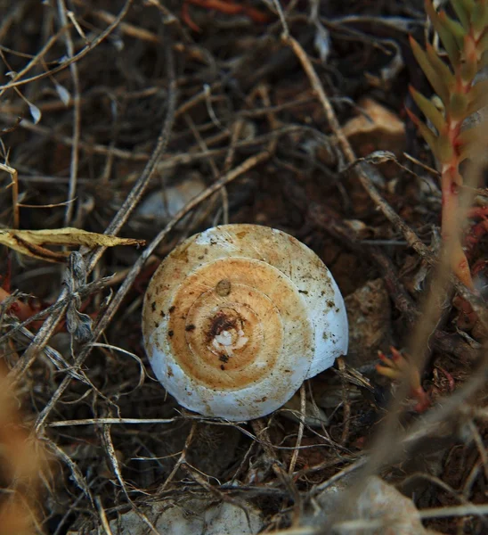 Empty old shell of snail hidden in dry grass. — Stock Photo, Image