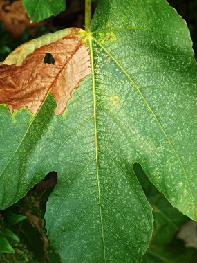eski palmiye yaprağı defected. Kuru countours ve delik.