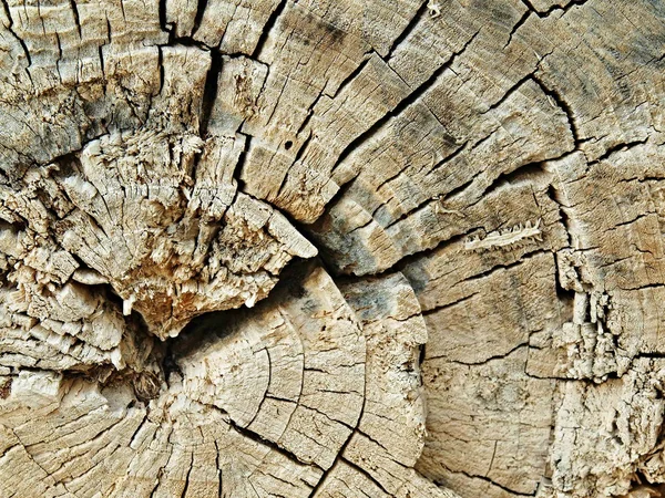 Detalle del tronco cortado en seco sacado de la sede. Anillos anuales agrietados de tronco seco . —  Fotos de Stock
