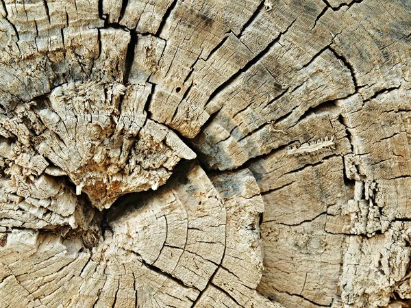 Detail eines trockenen abgeschnittenen Stamms, der aus dem Meer gezogen wurde. Jahresringe des trockenen Stammes geknackt. — Stockfoto