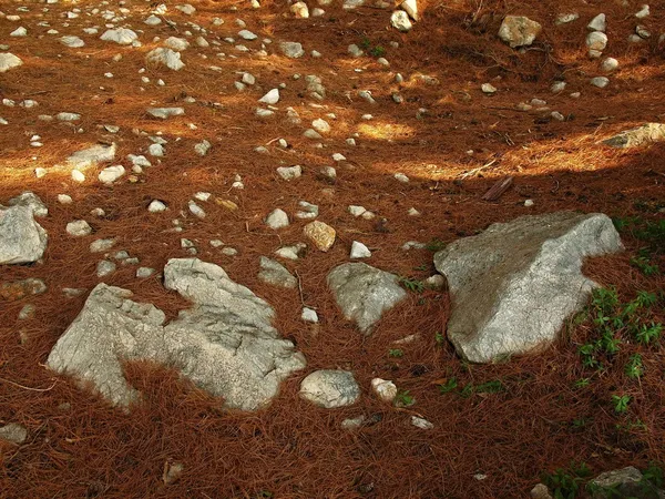 Calcários brancos afiados entre agulhas vermelhas de pinheiro seco . — Fotografia de Stock