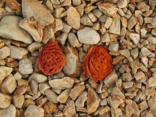 돌 바닥에 2 개의 빨간 복숭아 돌. — 스톡 사진