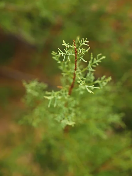 Young branch in spring from European Larch — Stock Photo, Image