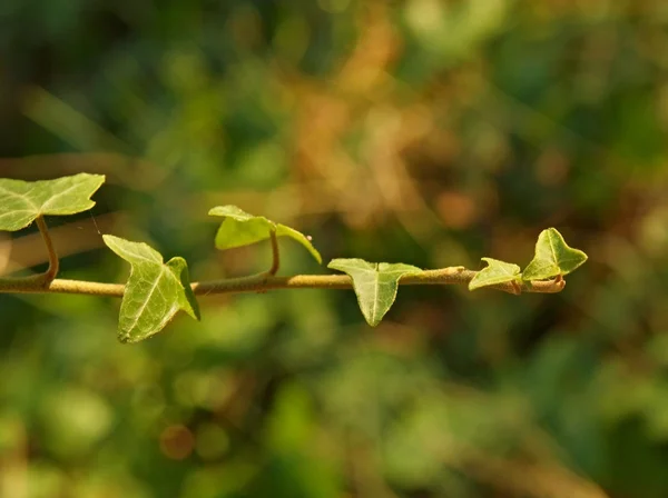 Green ivy plant close up on green background