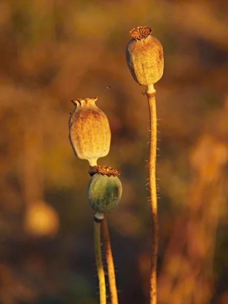 Old dry poppy heads in evening sunshine. Brown popy heads with marks of noble. — Stock Photo, Image