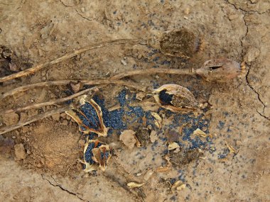 Eski kırık kil kuru zeminde kırılmış haşhaş kafaları kuru. kahverengi haşhaş kafa işaretleri soylu.